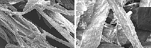 顕微鏡写真